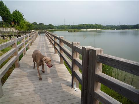 P1100664.jpg