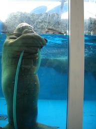 カワウソくん♪