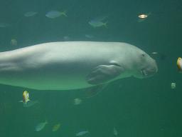 ジュゴン☆（♂）