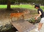 サムネイル　奈良公園