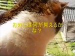 窓猫　サムネイル