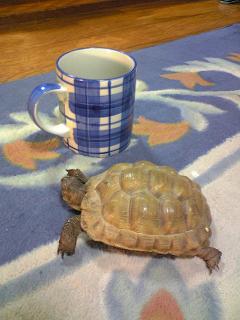 nokoちゃんの大きさ♪