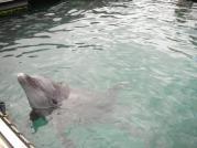 イルカちゃんとの触れ合い♪