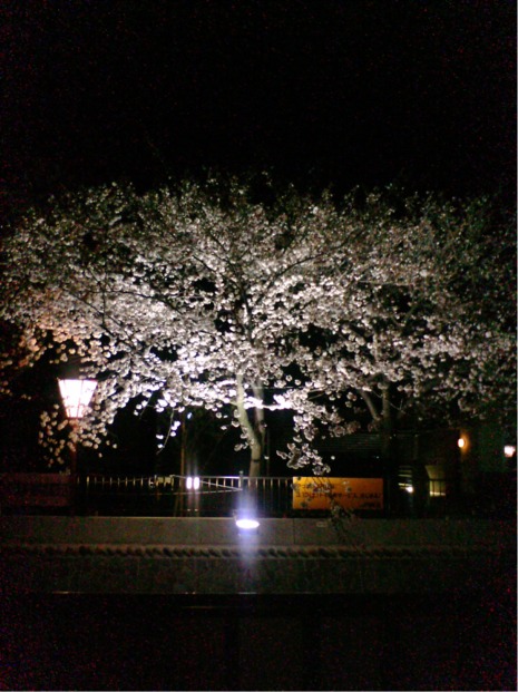 夜桜鑑賞