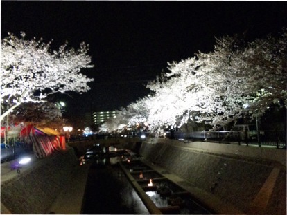 桜　花見　屋台