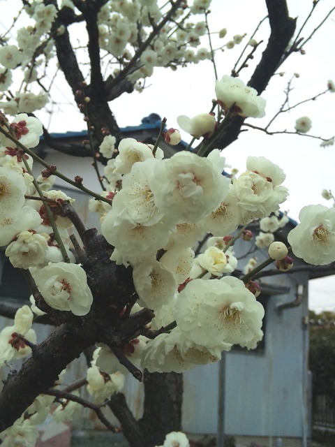 白い梅の花です。