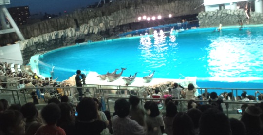 イルカ　水族館