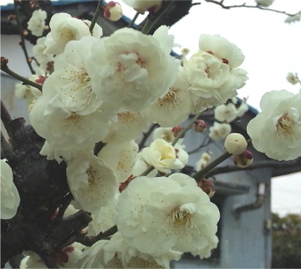 梅　春到来　
