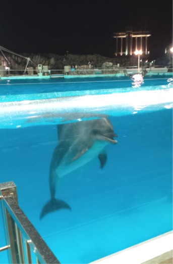 夜の水族館　イルカ
