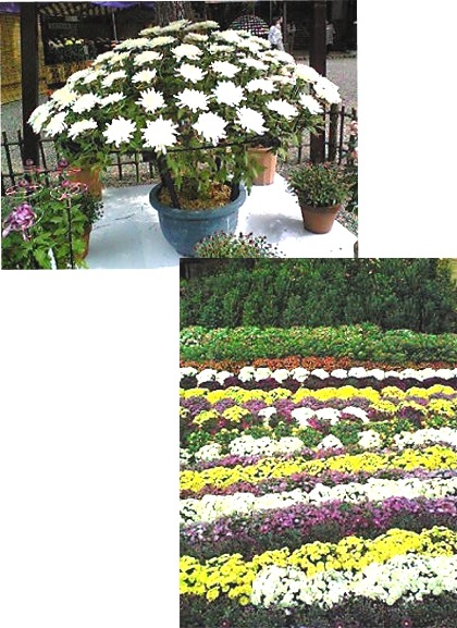 菊