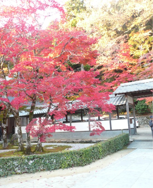 滋賀　永源寺　もみじ　カエデ　紅葉