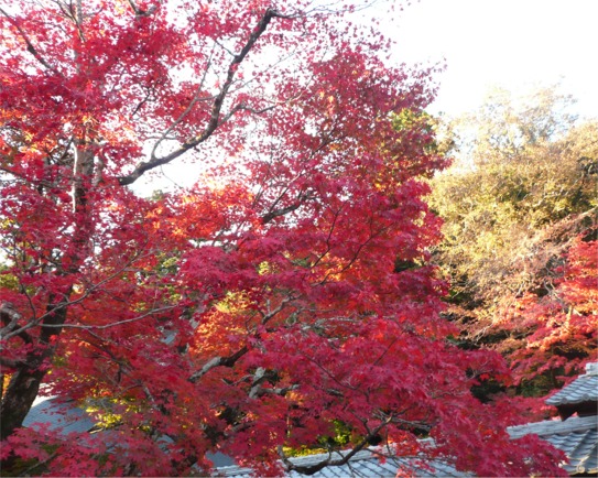 滋賀　永源寺　もみじ　カエデ　紅葉