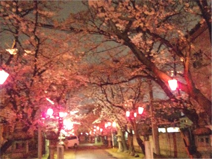 夜桜