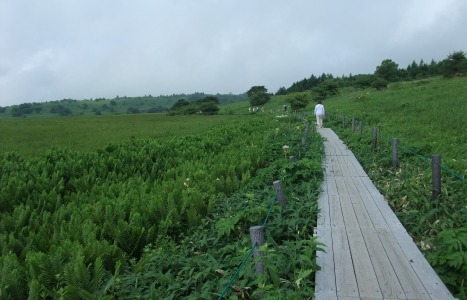 八島湿原2.JPG