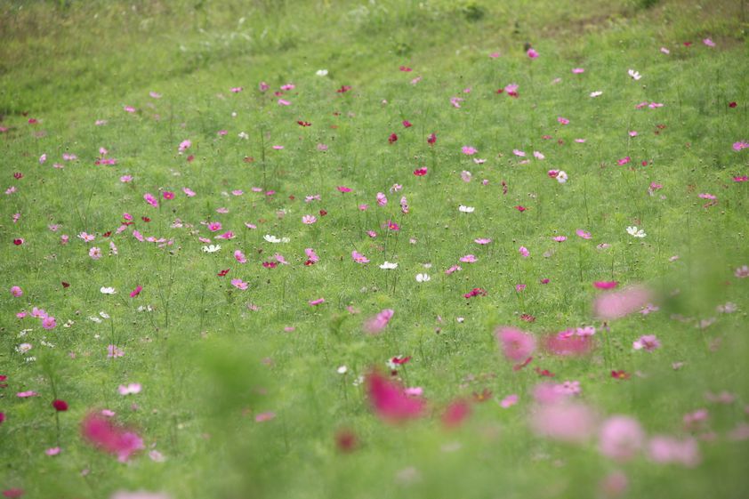 コスモス園　20110830