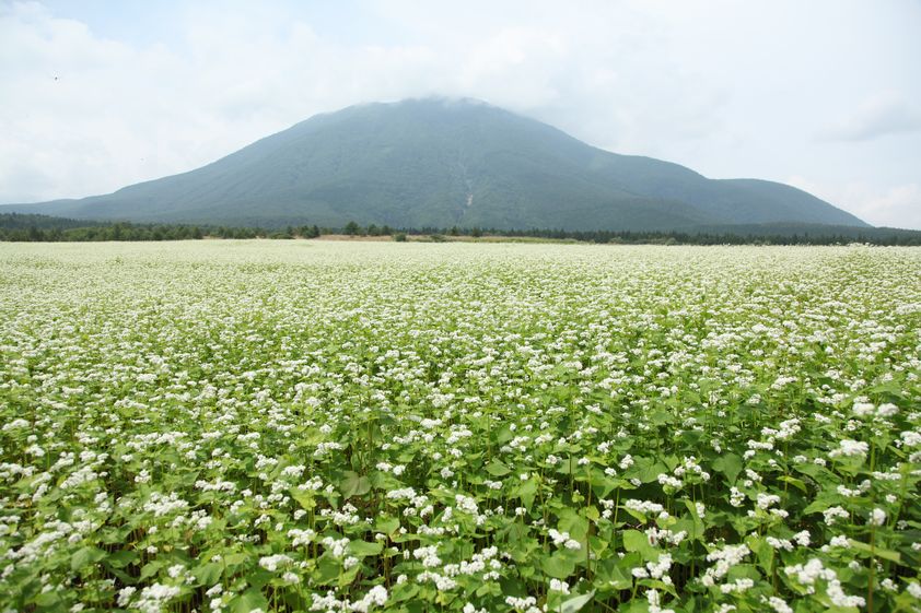 そば畑　20110830