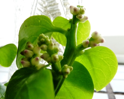 野菜の花.jpg