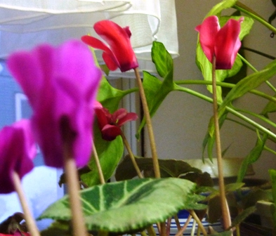 シクラメン赤.jpg