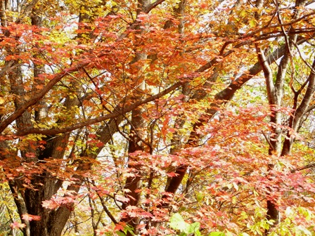 紅葉1.jpg