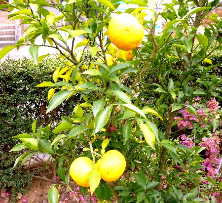 Yuzu