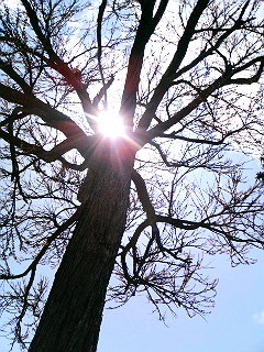 光の実る樹