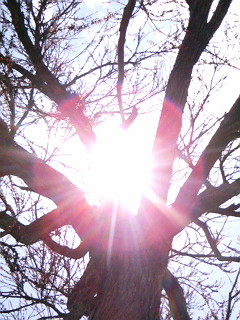 光の実る樹2