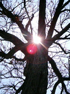 光の実る樹