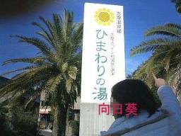 向日葵の湯を指す向日葵