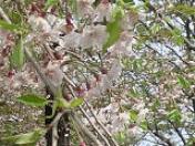 葉桜
