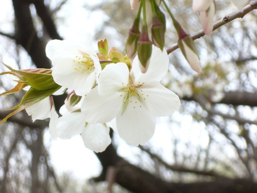 20080330桜02