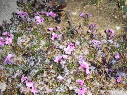 芝桜