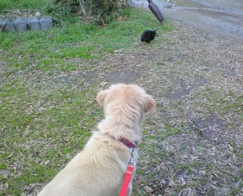 何故猫をすてるのですか・・・・