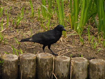 2009_0521舎人とか。0027.JPG