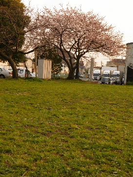 2009_0405桜、セメント0037.JPG