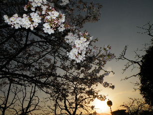 2009_0405桜、セメント0003.JPG