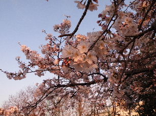 2009_0405桜、セメント0008.JPG
