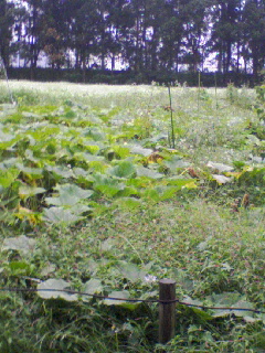 080921_1636~01.JPG