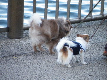2009_0125永代橋、両国橋0008.JPG