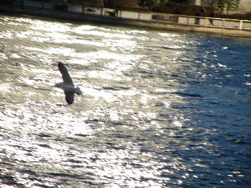 2009_0125永代橋、両国橋0016.JPG