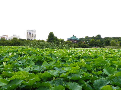 2009_0723うえの夏まつり0003.JPG