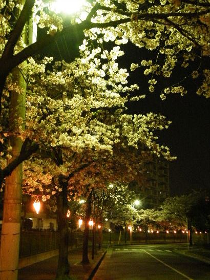 2009_0410桜、新宿、行船0014.JPG