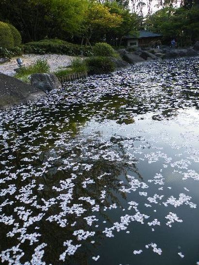 2009_0410桜、新宿、行船0043.JPG