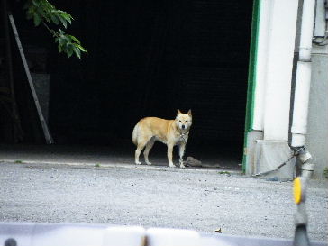 2009_0521舎人とか。0029.JPG