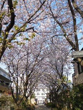 2009_0406桜、葛西臨海0033.JPG