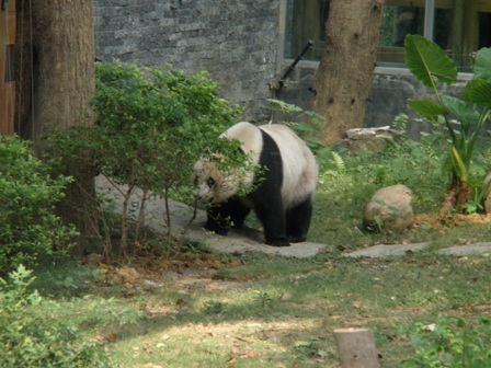 桂林パンダ