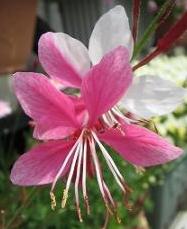 gaura
