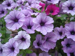 IMG_2644.jpg