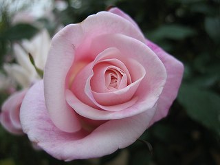 薔薇