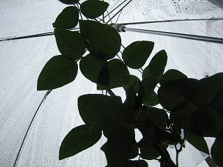 IMG_2132.jpg