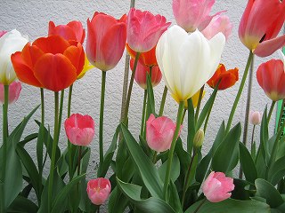 IMG_0083.jpg